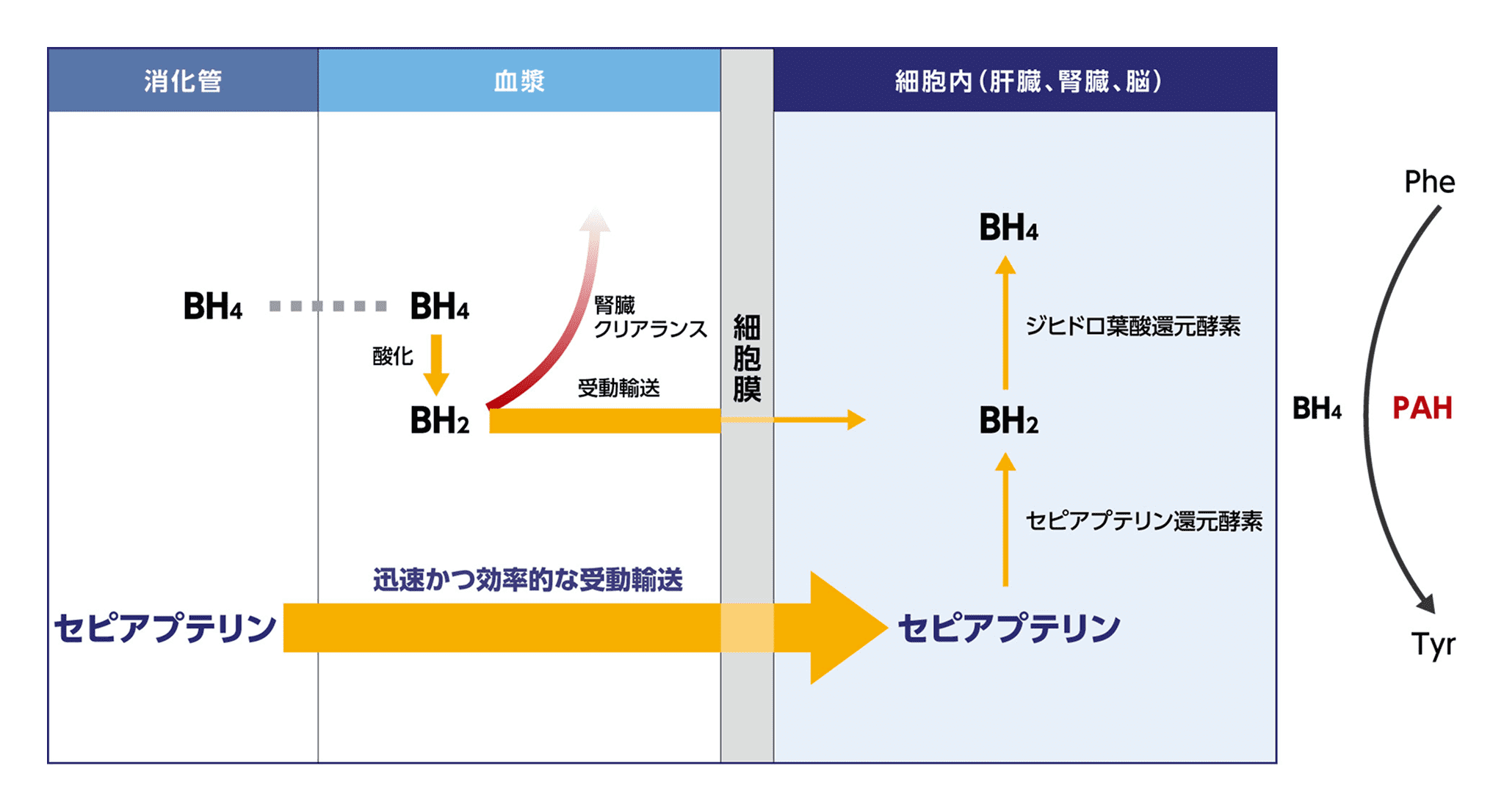 図_セピアプテリンの細胞内移行と作用機序